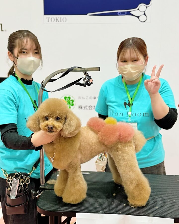 トリミングコンテストの会場で、水色のTシャツのトリマー2人が仕上げたプードルと並ぶ
