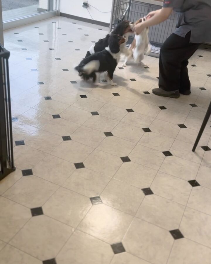 白と黒の市松模様の床の上で、スタッフがわんちゃんたちと遊んでいる
